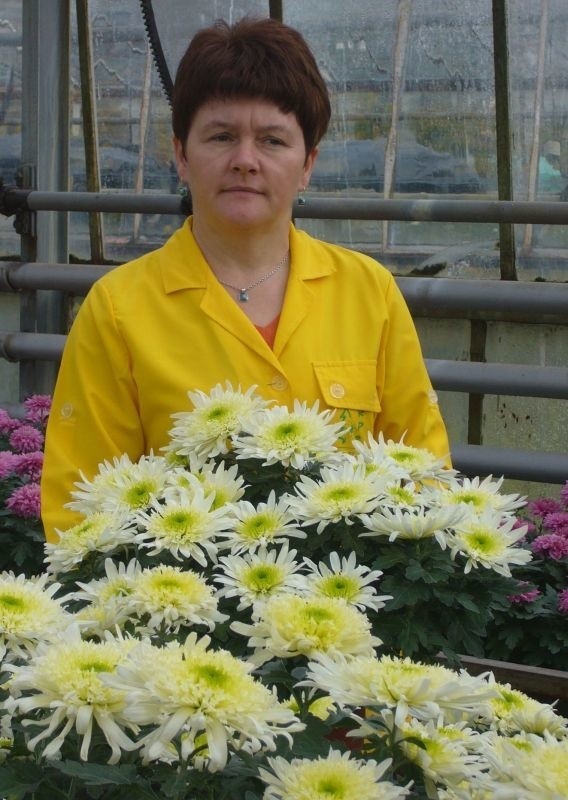 - Hitem tego sezonu może być odmiana kaszmir o dwukolorowych kwiatach - zielonych środkach i kremowych końcówkach płatków - mówi Katarzyna Krępczyska z Rejonowego Przedsiębiorstwa Zieleni w Kielcach.