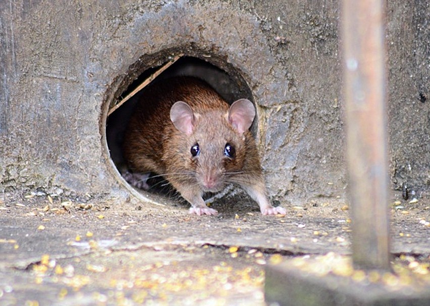 Szczury w Częstochowie są ogromnym wstydliwym problemem. Nie...