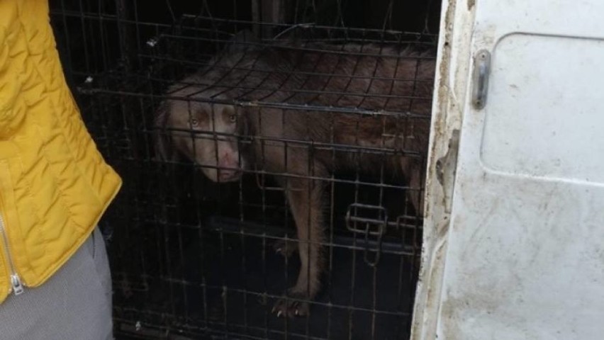 24 skrajnie wycieńczone wyżły weimarskie w powiecie bytowskim. Każdy może pomóc w ich powrocie do zdrowia. Sprawcy uciekli