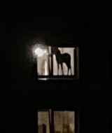 Nietypowy gość wygląda przez okno jednego z bloków w Poznaniu. To koń, pies, a może zebra?