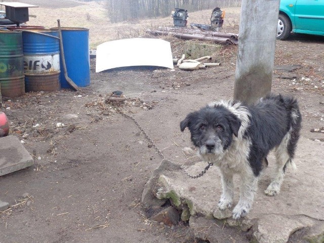 Dwa zagłodzone i zaniedbane psy znalezione w Bożym Polu Królewskim koło Skarszew