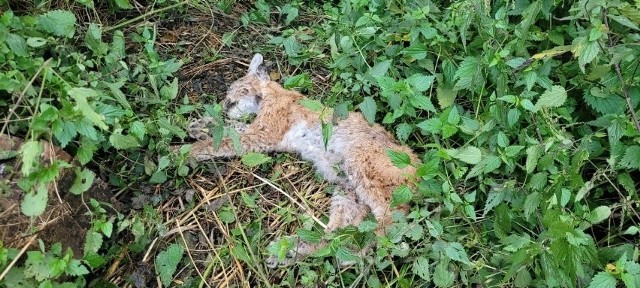 Jeden z trzech u rodzonych na wolności, w maju tego roku, młodych rysiów został  zastrzelony. Ciało padłej samiczki znaleziono w lesie. Do kotki strzelano śrutem.