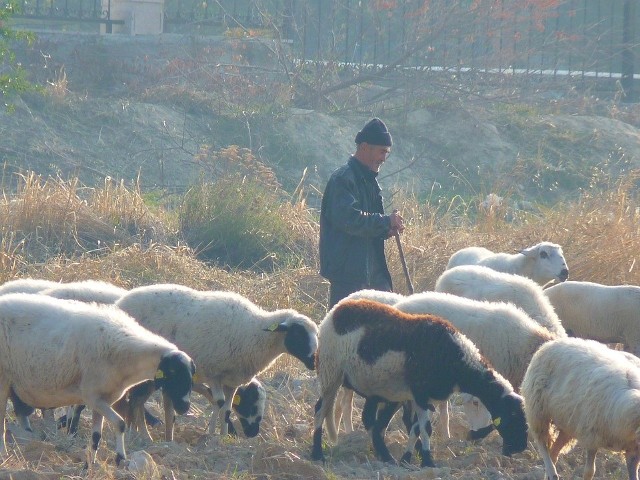 Zginęło 27 pasterzy. Zdjęcie ilustracyjne