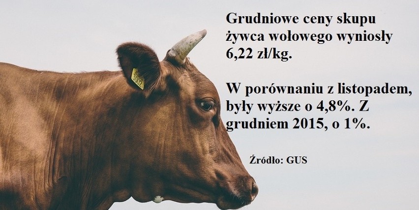 Jałówka za 1979 zł. Większość cen produktów rolnych podskoczyła