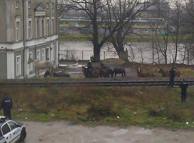 Konie wbiegły na tory w pobliżu ul. Teatralnej. Na szczęście w tym czasie nie nadjechał żaden pociąg, a zwierzęta na łąkę nad Wartą zagonili policjanci.