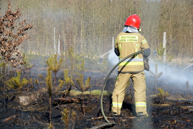 W miejscowości Lutówko-Młyn spłonął ponad hektar uprawy leśnej
