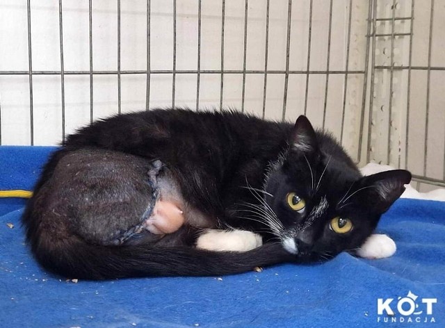 Kruszynka wiele się nacierpiała, zanim trafiła pod opiekę Fundacji KOT w Toruniu. Przez miesiąc żyła ze złamaną łapką. Wdało się zakażenie i nogę kotce trzeba było amputować. Teraz trwa zbiórka na leczenie kotki i szukanie dla niej domu.