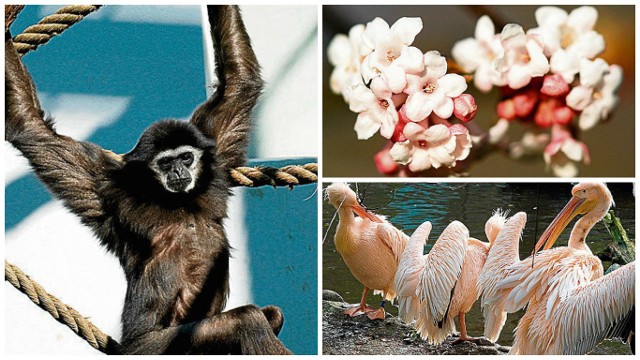 Z wiosennej pogody korzysta w krakowskim zoo wiele zwierząt ciepłolubnych m.in. gibony i pelikany różowe. Kwitną m.in. kaliny