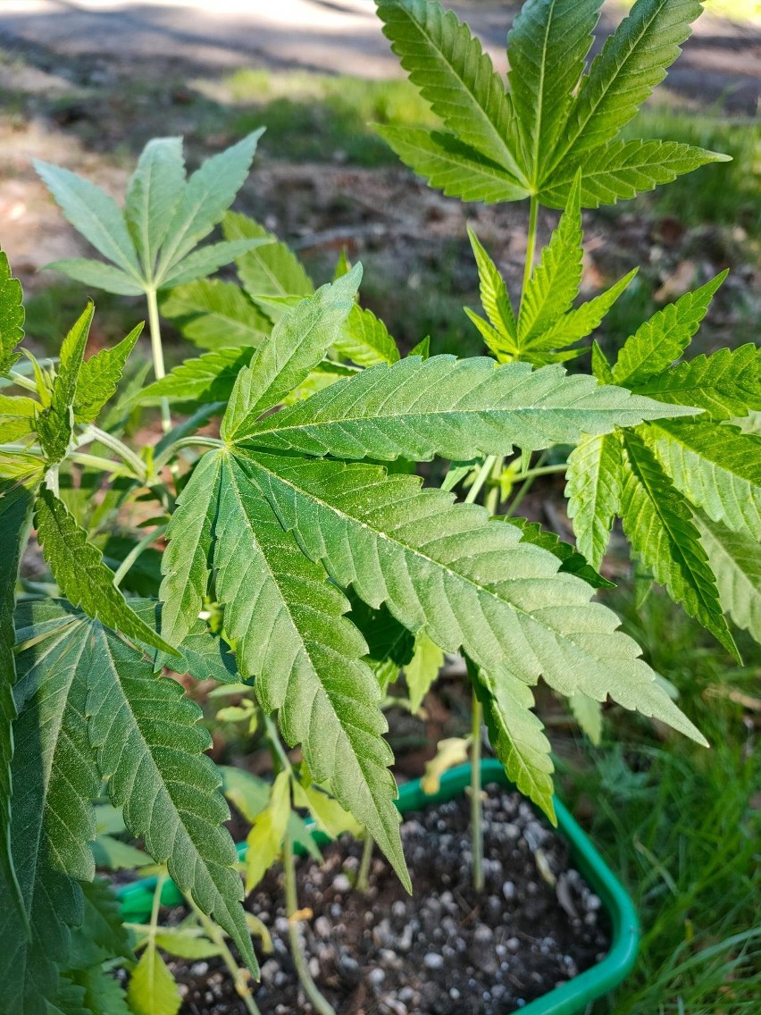 Na doniczkach napis "seler" i rozmaryn", a w środku - marihuana. Takie okazy znalazł leśniczy w okolicy gdyńskich Karwin