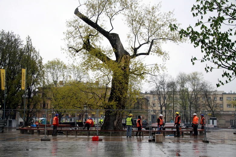 Lubelski  Baobab, znajdujący się w centralnym punkcie placu...