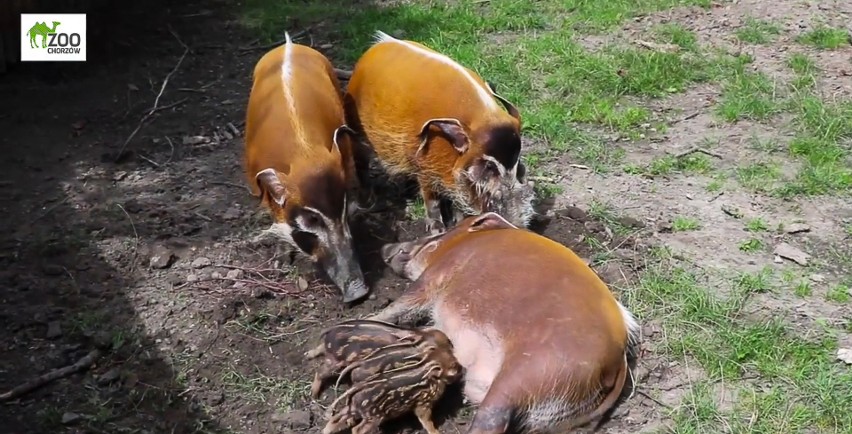 W chorzowskim zoo urodziły się cztery świnie rzeczne....