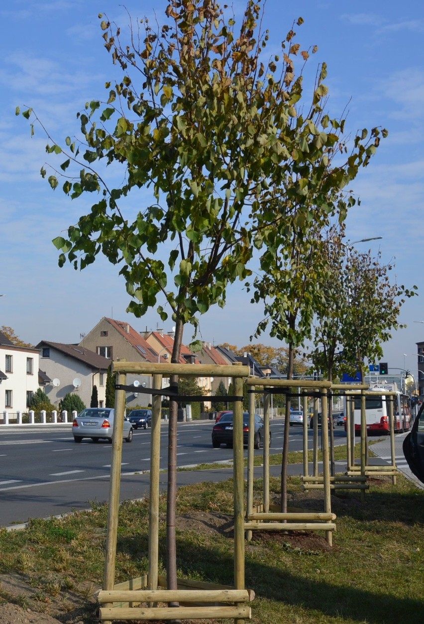 Miejski Zarząd Dróg w Opolu rozpoczął nasadzenia drzew na...