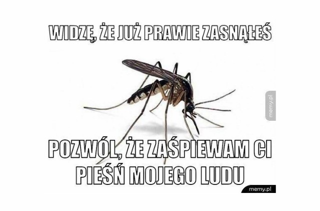 Oto najlepsze memy o komarach. Ci mali krwiopijcy są równie irytujące, co śmieszne. Sprawdź, w jaki sposób Internauci żartują z komarów!Zobacz na kolejnych slajdach >>>