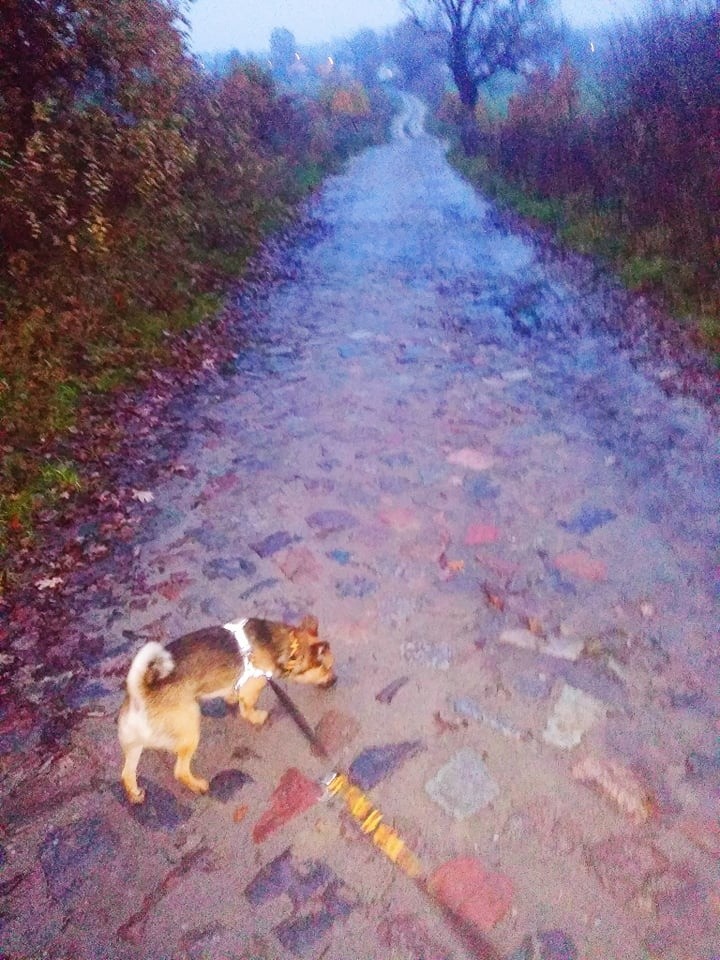 W Wodnicy zaginął pies Bombel. Właścicielka prosi o pomoc