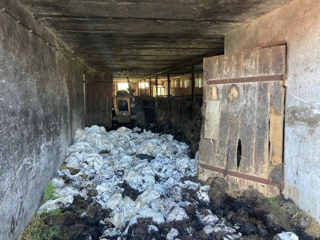 Interwencja strażaków z OSP Szumowo. Rolnik swoimi zaniedbaniami doprowadził do śmierci 10 sztuk bydła.