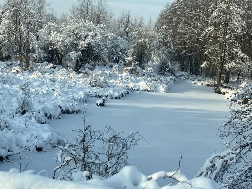 Takie piękne zdjęcia zimy w Podlaskiem wykonali Internauci
