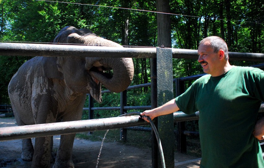 Jak zwierzęta znoszą upały w krakowskim zoo? [ZDJĘCIA, WIDEO]