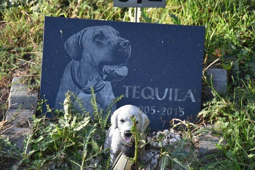 Cmentarz dla zwierząt w Rybniku mieści się przy ulicy...