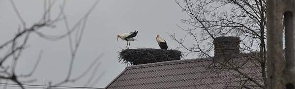 Bociany w gnieździe na dachu jednego z domów