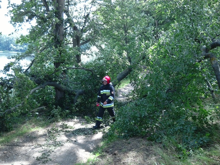 Drzewa wokół Szczecinka padały gęsto (zdjęcia)