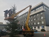 Przed Starostwem Powiatowym w Sandomierzu zapachniało świętami. Przed budynkiem stanęło bożonarodzeniowe drzewko [ZDJĘCIA]