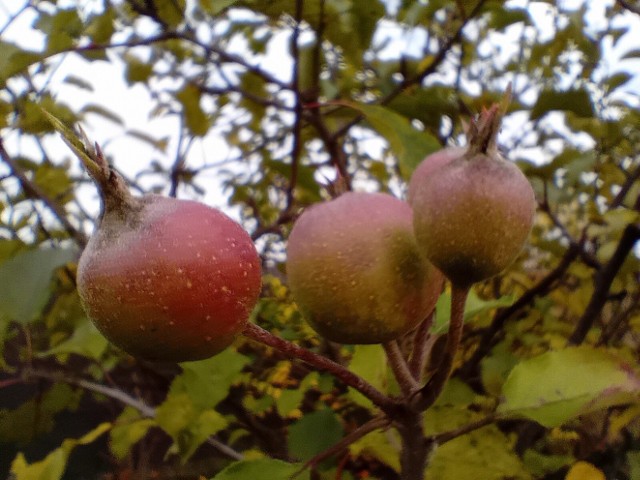 Jabłoń w Wojciechowie koło Olesna zakwitła po raz drugi w tym roku i wydała owoce.