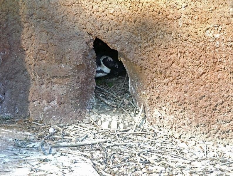 Mały pingwin przylądkowy siedzi jeszcze w gnieździe
