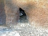 Historyczne narodziny. We wrocławskim zoo wykluł się pingwinek (FILM, FOTO)
