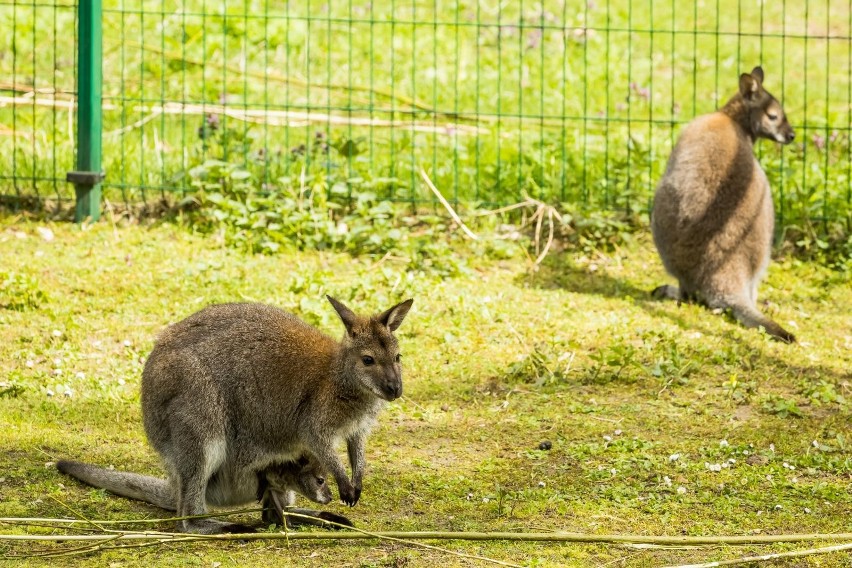 Nowi mieszkańcy Ogrodu Zoologicznego w Bydgoszczy