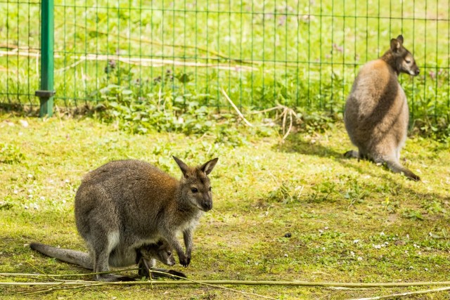 Nowi mieszkańcy Ogrodu Zoologicznego w Bydgoszczy