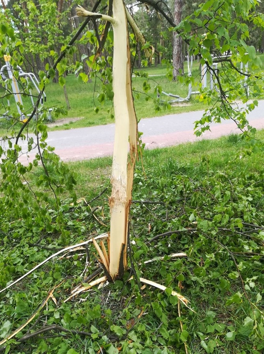 Ostrołęka. Wandal zniszczył drzewo w Parku Miejskim. Ratusz apeluje: Reaguj, dzwoń! Zdjęcia