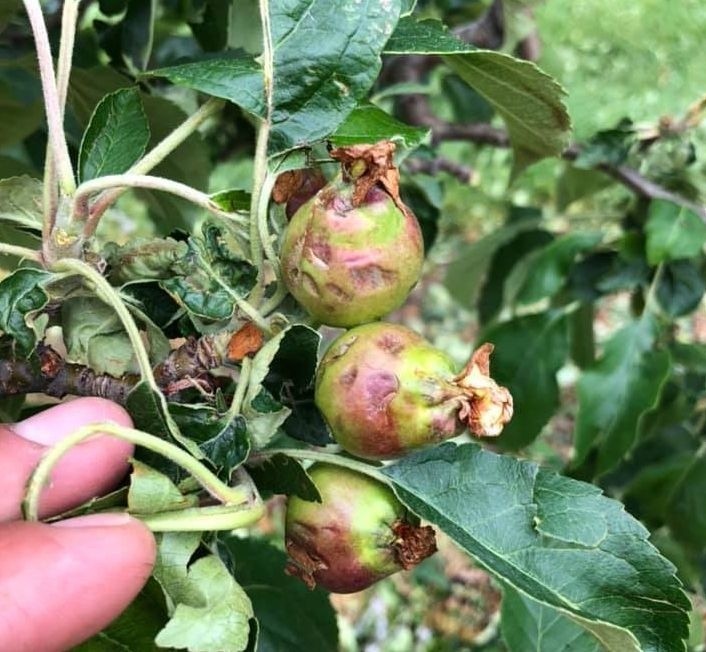 Nawałnica zniszczyła wiele plantacji w powiecie białobrzeskim i grójeckim. Rolnicy i sadownicy liczą straty z powodu gradu