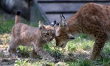 Młody ryś w łódzkim zoo. Od piątku można go podziwiać na wybiegu [ZDJĘCIA]