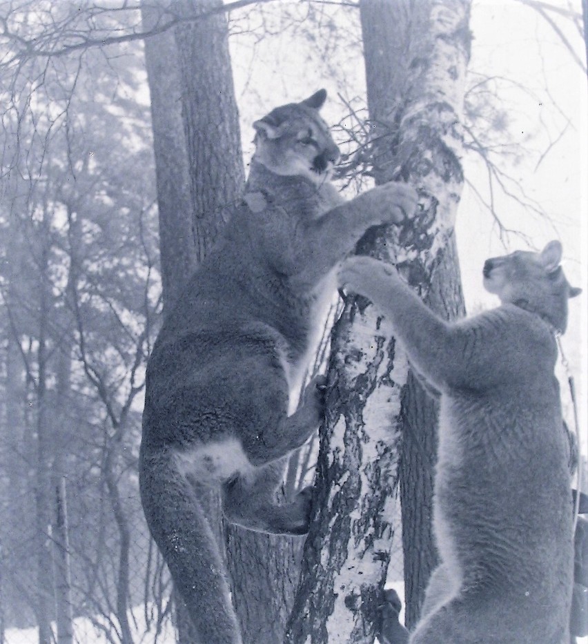 Wczesna wiosna 1976 r., pumy wspinają się na drzewa w ZOO...