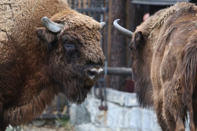 Białowieża ma program odnowy gminy. Właśnie zatwierdził go Zarząd Województwa Podlaskiego