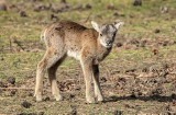 Baby boom w zoo trwa. Na świat przyszło 6 muflonów [FILM, ZDJĘCIA]