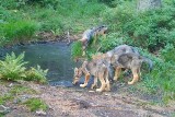 Wyjątkowe nagranie z fotopułapki. Małe wilki w Babiogórskim Parku Narodowym to "najlepsze, co dziś zobaczycie". FILM