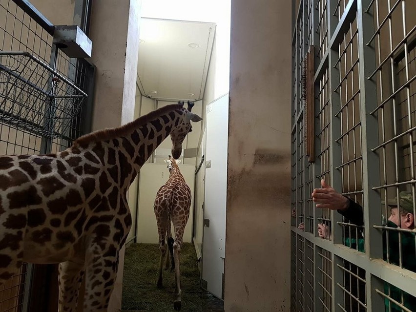 Dwie żyrafy z opolskiego zoo zostały wysłane do ogrodu w Boissière du Doré we Francji