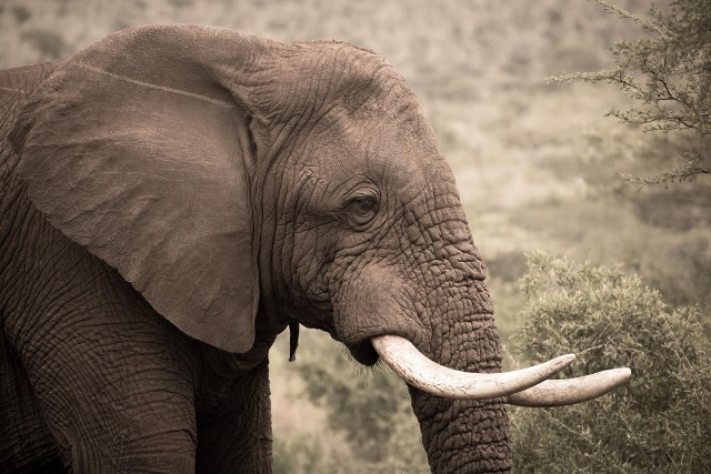 Szacuje się, że każdego roku około 100 mieszkańców Indii jest zabijanych przez słonie
