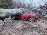 Silny wiatr na Pomorzu. W Gdańsku drzewo spadło na samochody. Strażacy ostrzegają: Zabezpieczcie luźne przedmioty