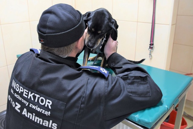 Inspektor OTOZ Animals ma pewne uprawnienia z zakresu ochrony zwierząt, na równi ze służbami państwowymi