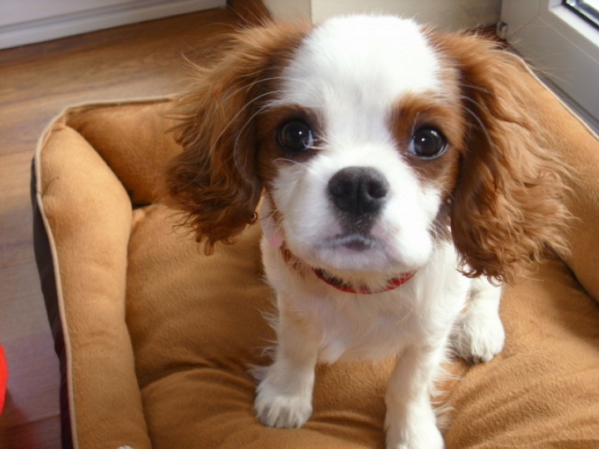 Cavalier king charles spaniel - łagodny, czuły i pozbawiony...