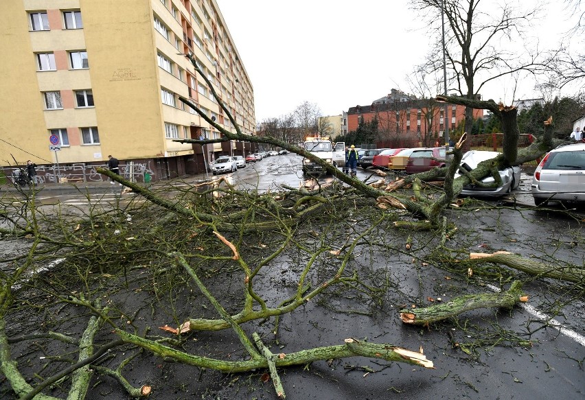 Wichura nad Szczecinem [4.03.2019 r.] Drzewa łamały się jak zapałki [WIDEO, ZDJĘCIA]