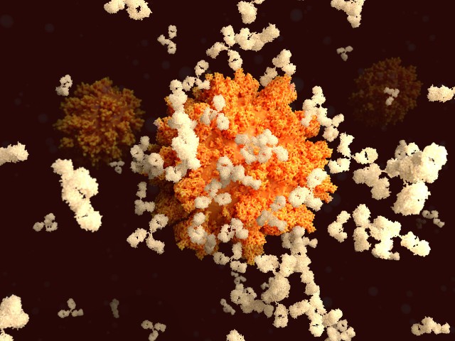 Łączenie się przeciwciał w wypustkami koronawirusa to proces umożliwiający jego zwalczenie. Naukowcy pracują nad sposobami, by wywołać w organizmie ich produkcję bez konieczności narażania się na kontakt z tym wirusem