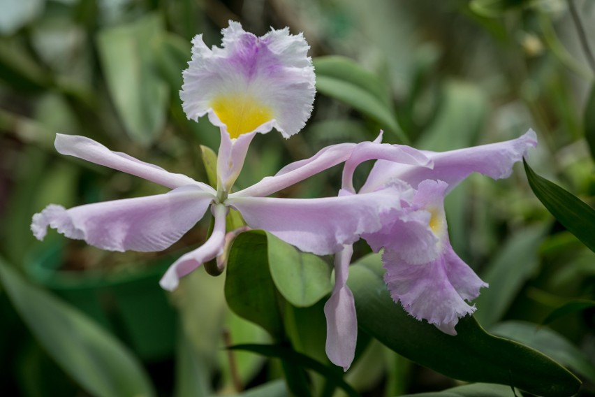 Ogród Botaniczny zaprasza do „Holenderki”. Czeka tam największa w Polsce kolekcja storczyków ZDJĘCIA