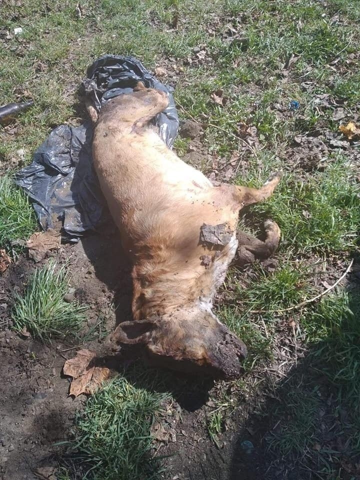 Na Górnej znaleziono martwego psa zakopanego w worku. (Uwaga drastyczne zdjęcia)