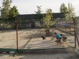 Przytulisko dla zwierząt w Tarnobrzegu zostanie zmodernizowane