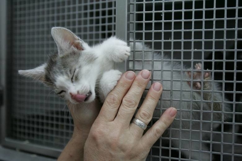 Nie będzie sterylizacji dzikich kotów w Częstochowie