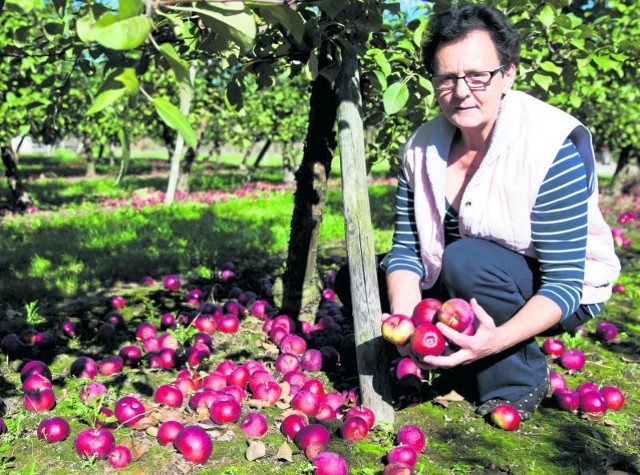 Dorota Warchoł z Topolan ma w tym roku dużo mniejsze zbiory jabłek, więc wierzy, że jakoś uda się je sprzedać. Nie wierzy jednak w żaden zarobek, bo ceny skupu jabłek nie pokrywają kosztów produkcji tych owoców.