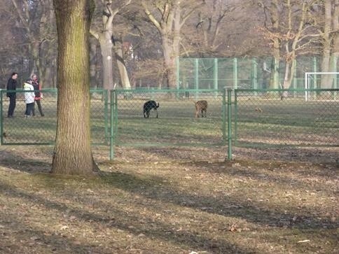 Wrocław: Straż miejska rusza na wojnę z psimi odchodami (ZDJĘCIA)